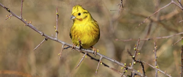 Yellowhammer, (Emberiza citrinella), perch, tree, twig, songbird, bunting family, Nahe valley,