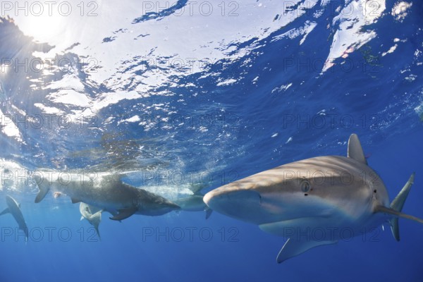 Galapagos sharks, Carcharhinus galapagensis, Oahu, Pacific, Hawaii, USA
