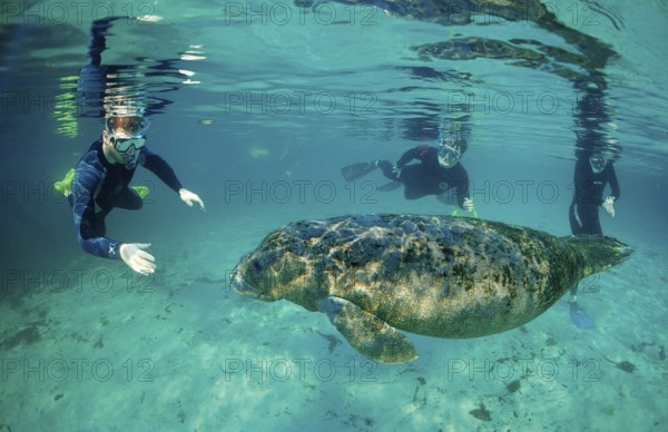 Round-tailed manatee and snorkeller, Trichechus manatus latirostris, USA, Florida, FL, Crystal