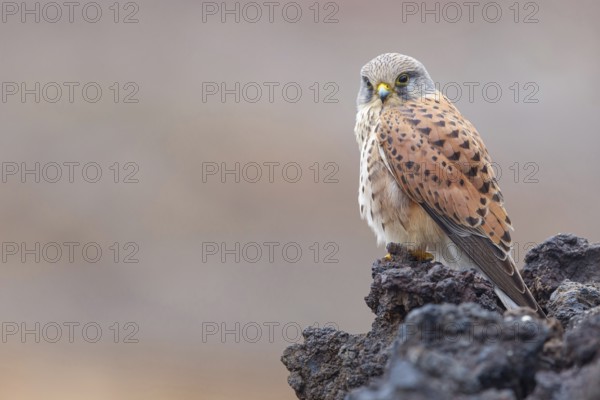Kestrel, (Falco tinnunculus), perches on rocks, Canary Islands, animals, birds, falcons, foraging,