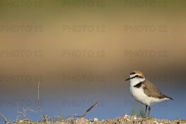 Animals, birds, plover, Kentish plover, (Charadrius alexandrinus), biotope, habitat, foraging,
