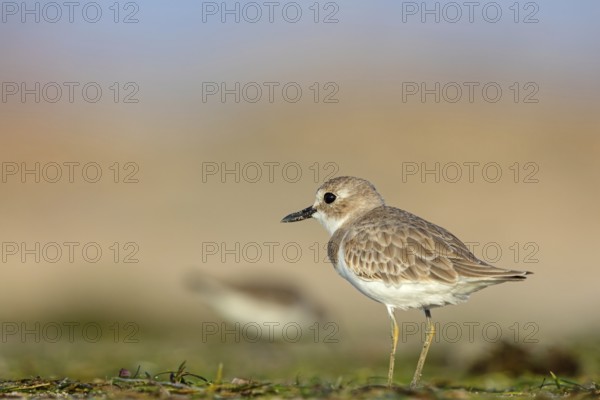 Desert plover, (Charadrius leschenaultii), animals, birds, biotope, habitat, foraging, Middle East,