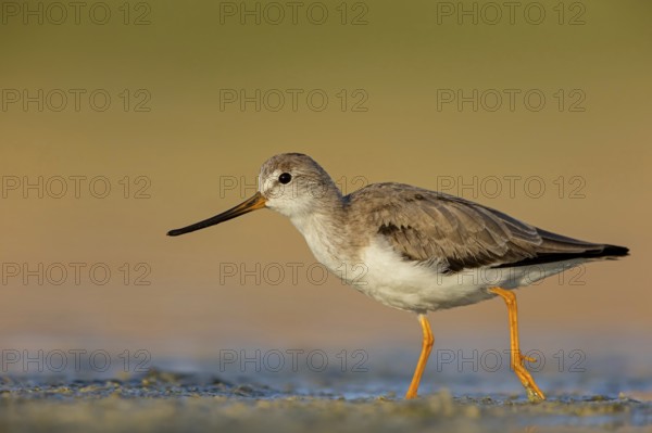 Terek sandpiper, (Xenus cinereus), animal, animals, bird, birds, snipe family, snipe, biotope,