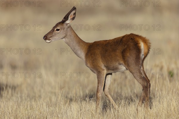 Red deer, (Cervus elaphus), young animal, animals, mammals, young animal, El Millaron Deer Safari,
