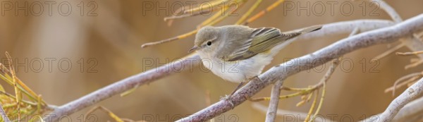 Balkan Warbler, Eastern Mountain Warbler, (Phylloscopus orientalis), songbird, leaf warbler family,