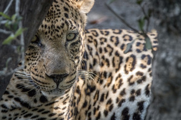 A male Leopard staring at the camera in the Sabi Sand Game Reserve, South Africa