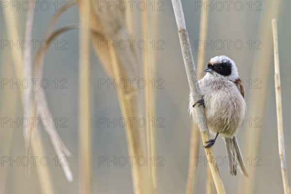 Penduline Tit, (Remiz pendulinus), animals, birds, tits, family of Penduline Tits, Eich-Gimbsheimer