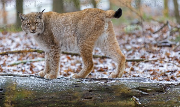 Eurasian Lynx, Eurasian Lynx, (Lynx lynx), animals, mammals, portrait, Kaiserslautern Wildlife