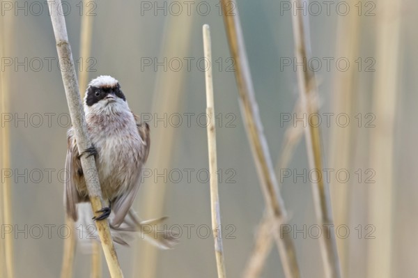 Penduline Tit, (Remiz pendulinus), animals, birds, tits, family of Penduline Tits, Eich-Gimbsheimer