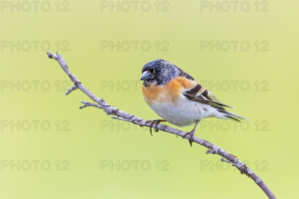 Mountain finch, Northern finch, finch family, (Fringilla montifringilla), animals, birds,
