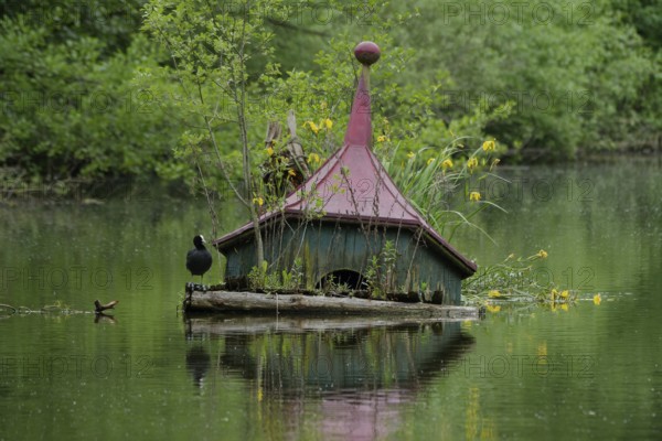 Eurasian Coot (Fulica atra) on sunken duck house, duck house, lake, water bird, marsh iris. Lake