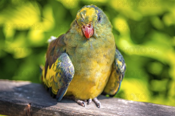 The parrot (Psittaciformes) with vivid colours rests on a piece of wood in front of a summery