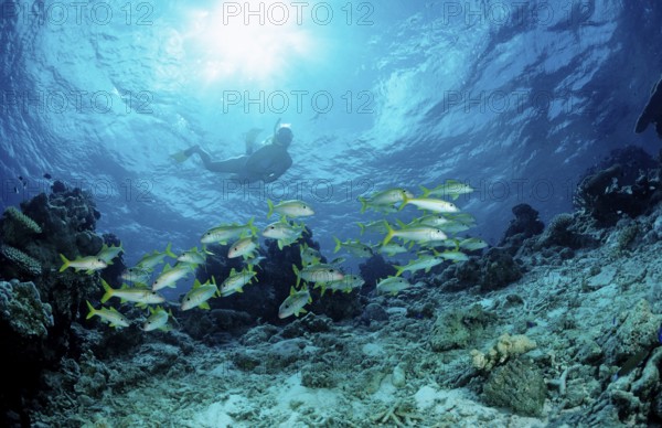 Shoal of yellowfin mullets and snorkellers, Mulloidichthys vanicolensis, Maldives, Indian Ocean,