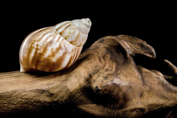 Close-up of a Giant African snail Lissachatina fulica resting on textured driftwood against a black