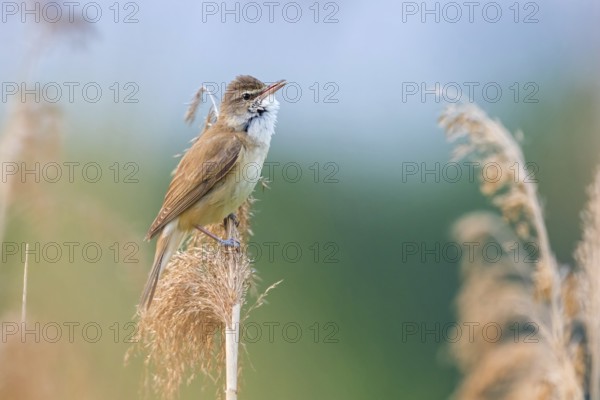 Reed warbler, (Acrocephalus arundinaceus), reedbed perch, biotope, habitat, animals, birds,