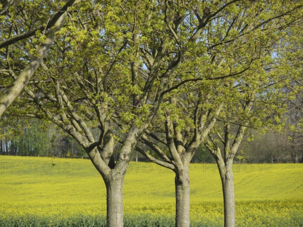 Row of trees in front of a vast yellow rape field on a clear spring morning, billerbeck,