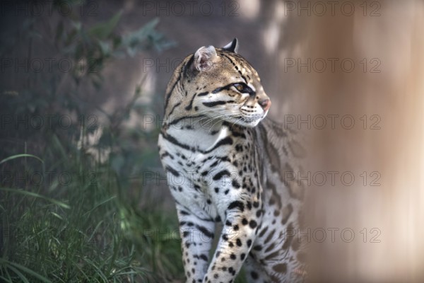 Ocelot (Leopardus pardalis), An ocelot sits among green foliage, its spotted coat highlighted by