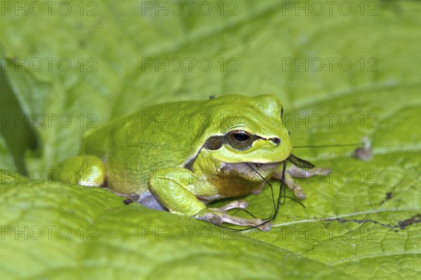 European tree frog - eats a snake (Hyla arborea)