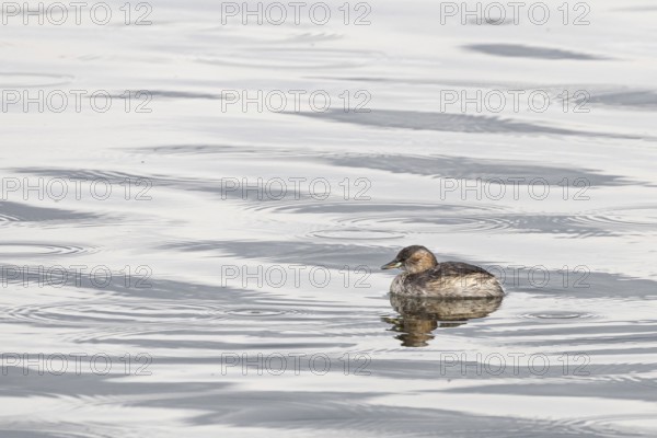 Little grebe (Tachybaptus ruficollis) swimming in a lake in Arusha National Park in Tanzania East