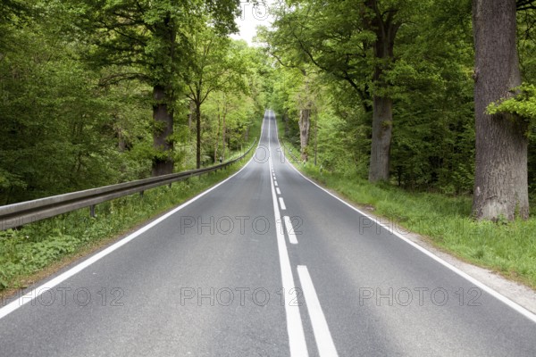 Road through the Primeval forest Urwald Sababurg, Hofgeismar, Weser Uplands, Weserbergland, Hesse,