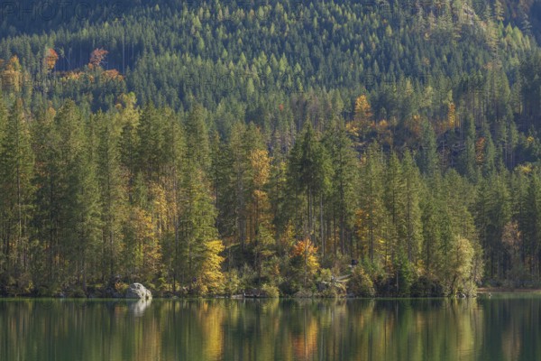 Hintersee with forest in autumn, Ramsau, Berchtesgaden, Berchtesgadener Land, Upper Bavaria,