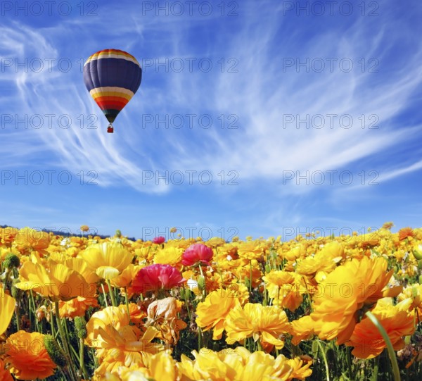 Beautiful spring weather, beautiful big balloon flies over the field. The huge field of white, red