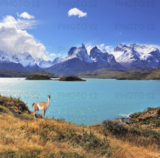 Neverland Patagonia. Emerald Lake Pehoe water on the hill stands a graceful guanaco. Away in the