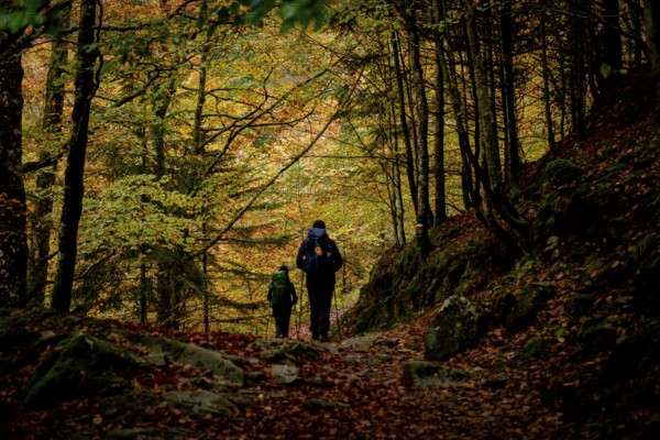 Bosque de Bordes, valle de Valier -Riberot-, Parque Natural Regional de los Pirineos de Ariège,