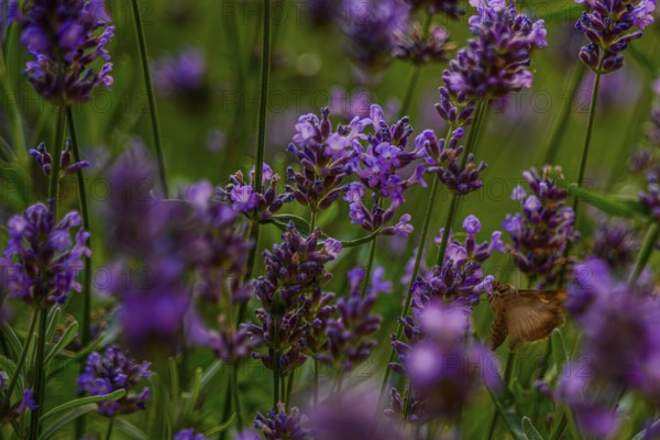 In a flowering garden, a butterfly pollinates lavender flowers during a sunny afternoon in