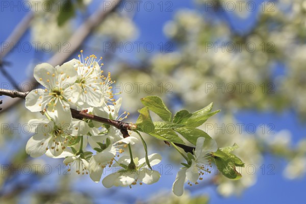 Blooming trees in the spring against the blue sky, a beautiful garden and a good harvest in the