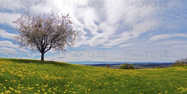 Blossoming apple tree in a spring meadow on Lake Constance during a foehn wind, taken at Gehrenberg
