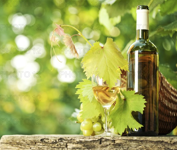White wine bottle, glass, young vine and bunch of grapes against green spring background