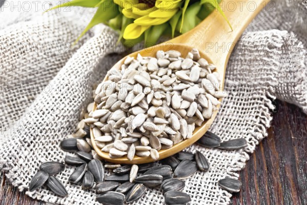 Sunflower seeds peeled in spoon and seeds in a shell on burlap, sunflower flower on background of