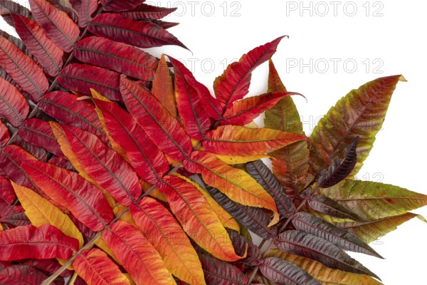 Autumn leaves on white background