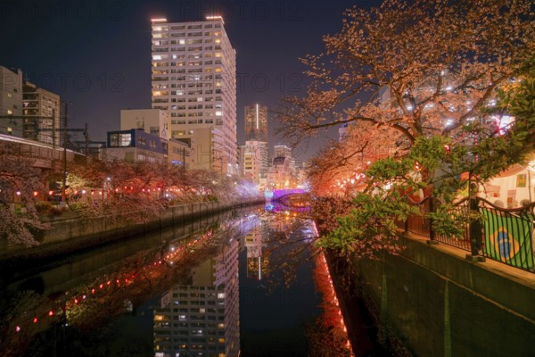 Of going to see cherry blossoms at night Ooka River Purobunado. Shooting Location: Yokohama-city