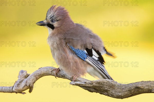 Jay, European Jay, Jay, eurasian jay (Garrulus glandarius), Geai des chênes, Arrendajo Común,