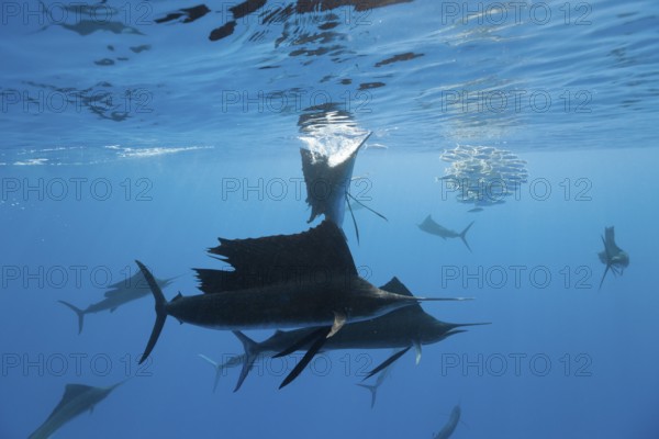 Atlantic sailfish and photographers, Istiophorus albicans, Isla Mujeres, Yucatan Peninsula,