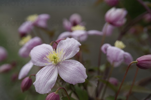 Flowering clematis, clematis, garden, insect pasture, bee pasture, flower, blossom, Schwäbisch