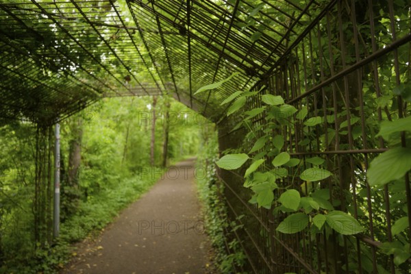 Walkway with leaf-covered pergola in spring, meadow, Kocher valley, Kocher, Schwäbisch Hall,