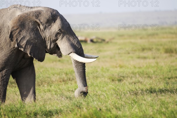 Elephants in Amboseli National Park, Kenya