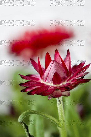Red cultivar of Xerochrysum bracteatum, Bracteantha bracteata, strawflower, paper daisy, closeup of