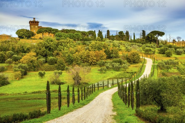 Winding dirt road rises to the farm. Olive trees on green grassy meadows. Rural tourism. Cozy