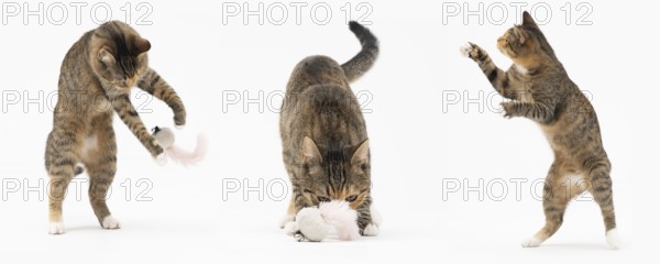 Collection of many different cat behaviors placed on white background. She-cat is a crossbreed of