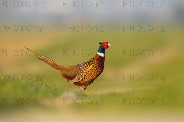 Pheasant (Phasianus colchicus), Faisan de Colchide, Faisan de chasse, Faisán Vulgar, Tiszaalpár,