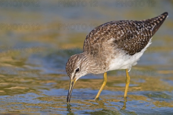 Wood sandpiper (Tringa glareola), Chevalier sylvain, Andarríos Bastardo, Raysut, Salalah, Sohar,