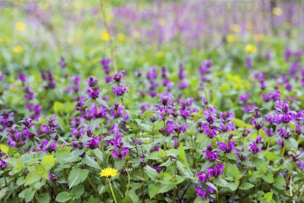 Glade mit blühenden Frühling Kräutern lila tot-nettle und Löwenzahn. Raum kopieren