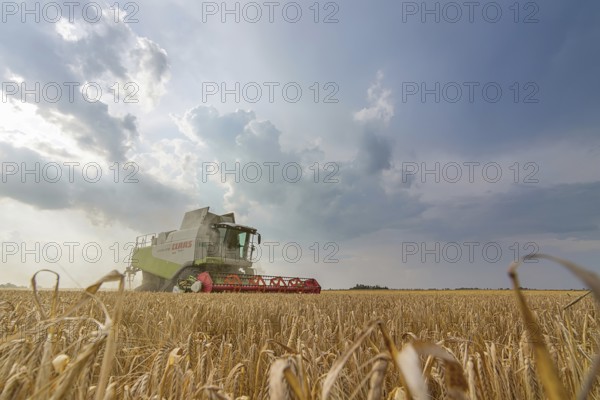 Combine harvesting a wheat field. Combine working the field