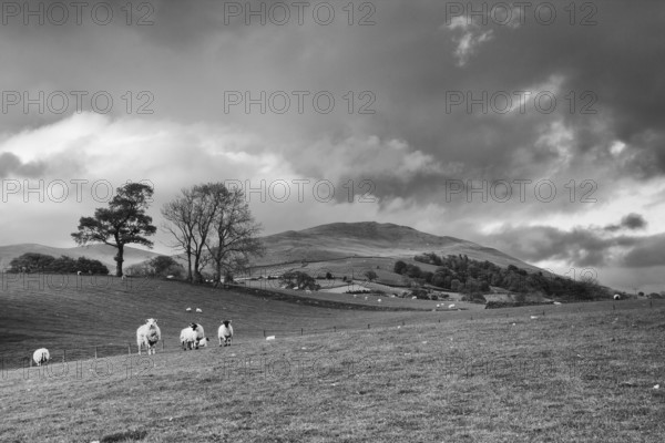 Green fields in the English countryside with grazing sheep and blue sky.Yorkshire Dales National
