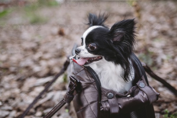 Pet Travel Carrier. Pet Carrier For Small Dog. Dog Carry Bag. Chihuahua and pet carry case.