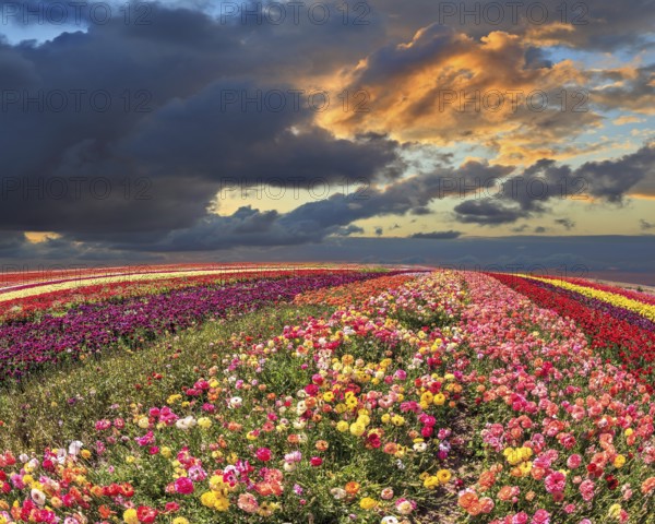 Spring thundercloud closes the sky. Buttercups blooming garden. Farmers field with flowers grown